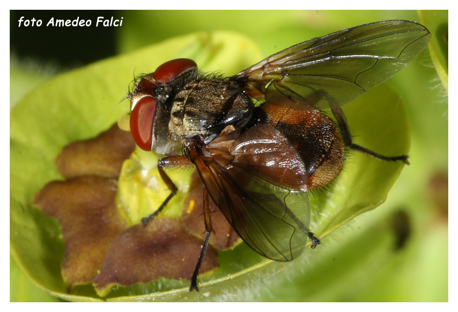 Tachinidae della Sicilia da determinare.